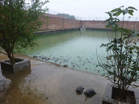 乌龟池塘