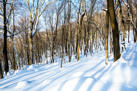 雪景树林