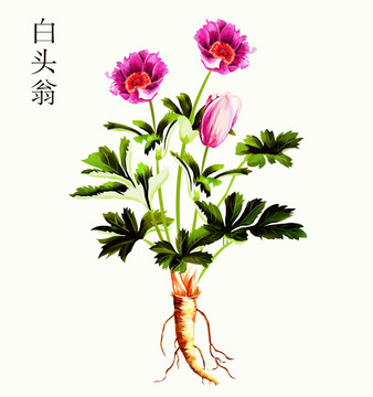 原创手绘草药白头翁