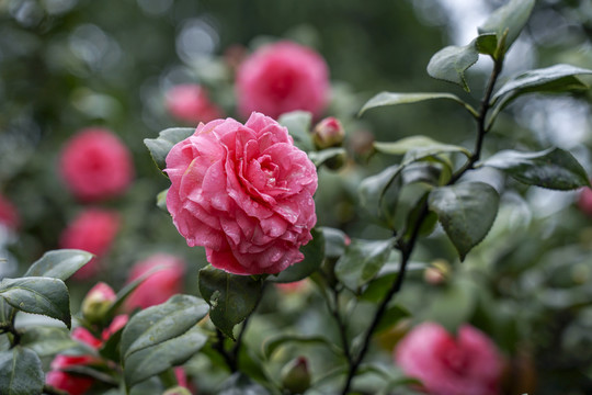 茶花