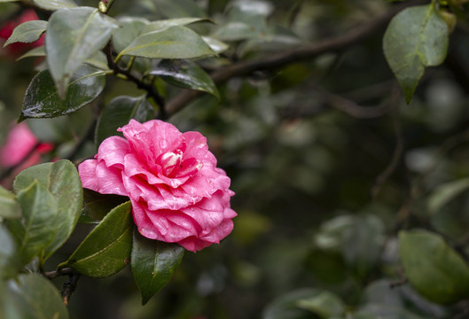 茶花