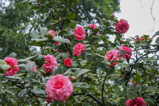 山茶花