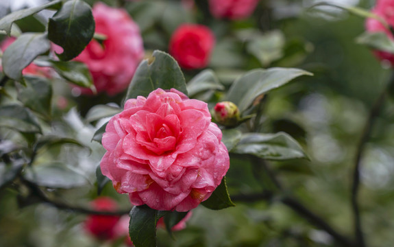 山茶花