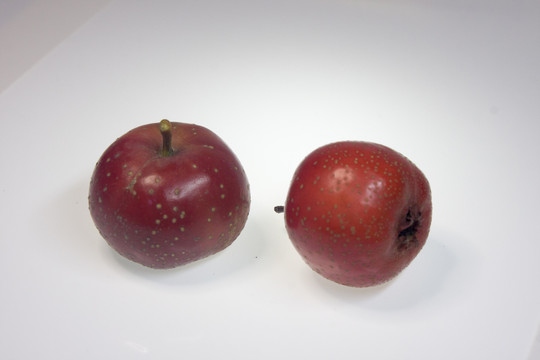 山楂