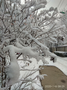 雪