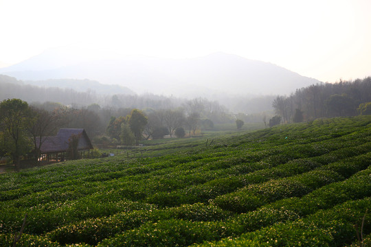 西湖龙井茶园