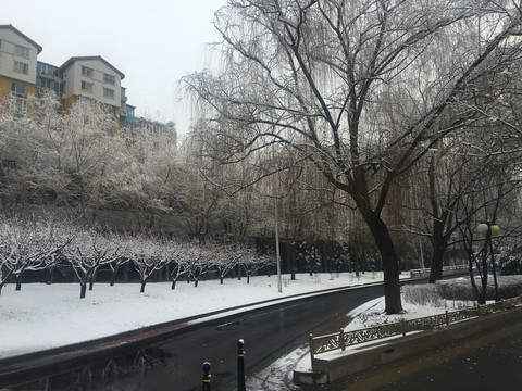 雪景