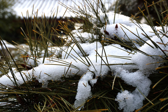 雪