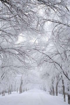 冬雪