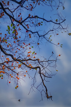 秋冬之树
