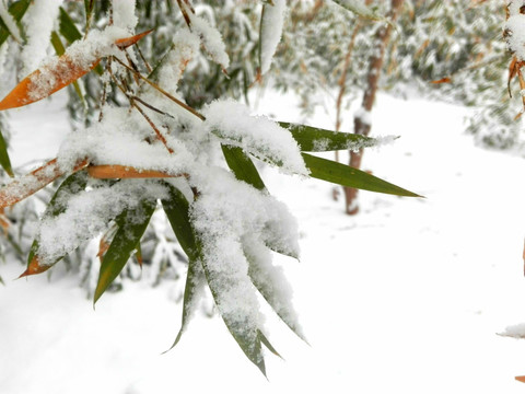 雪后竹叶