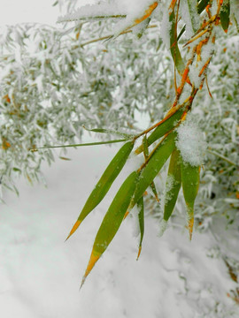 雪后竹枝