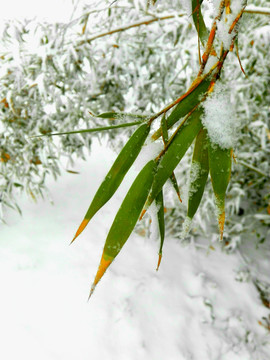 雪中翠竹