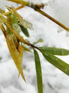 雪竹