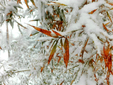 雪压竹枝