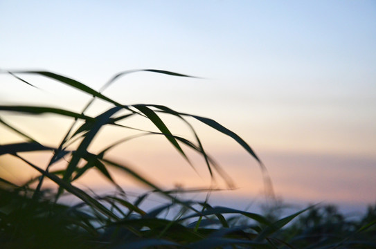 夕阳野草