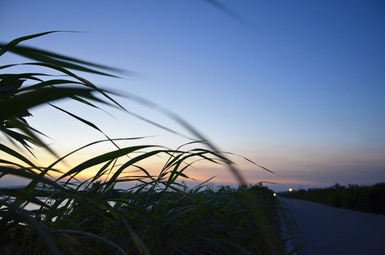 夕阳野草