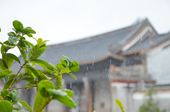 雨天绿叶