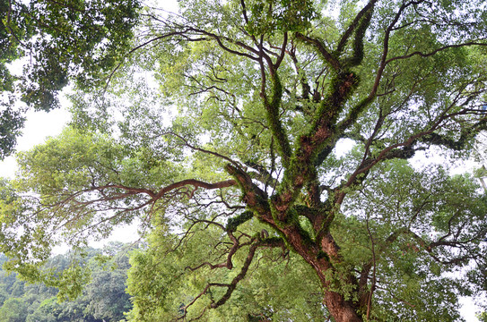 樟树