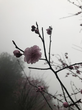露水下的梅花