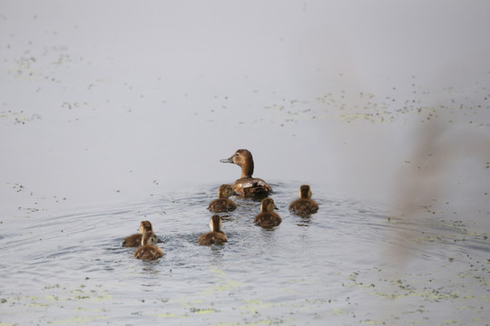 湿地水鸭