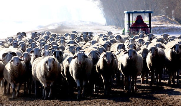 寒冷的羊群