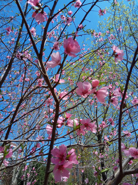 初春粉色的桃花