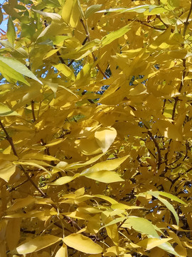 金黄的叶子真好看