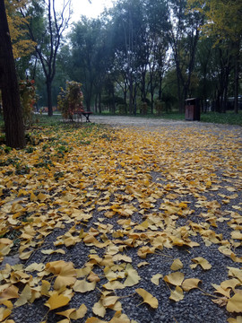 秋天的公园小路