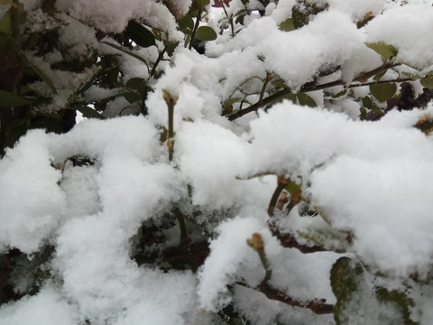 灌木丛上的雪