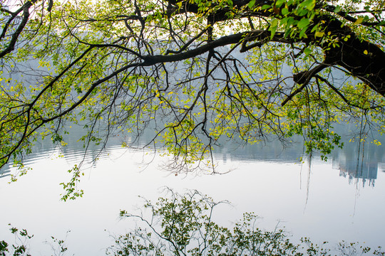 阳光绿树湖泊