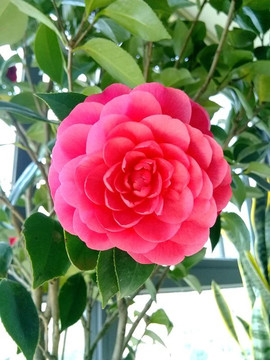 山茶花