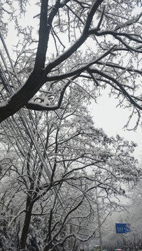 雪景