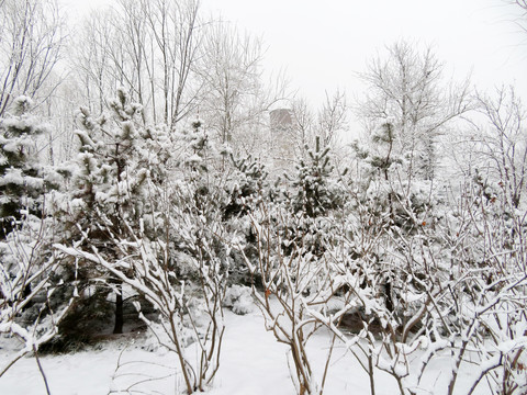 雪后景色