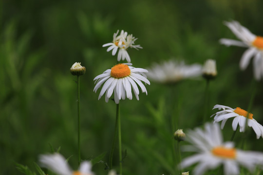 菊花