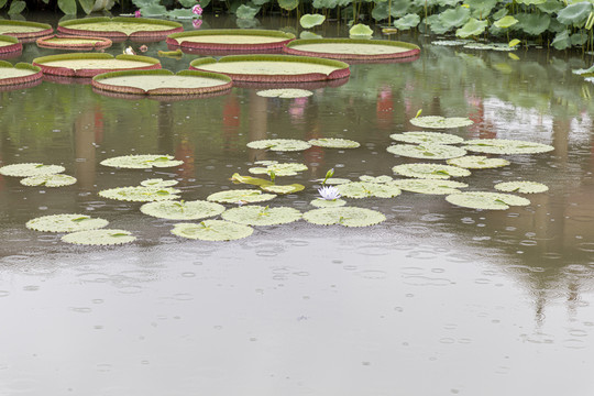 莲花池