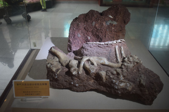 黄氏河源龙骨骼标本化石