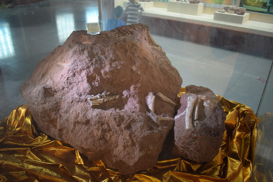 嵌套在石头里面的恐龙骨骼化石