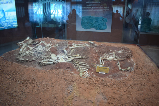 黄氏河源龙正体标本骨骼