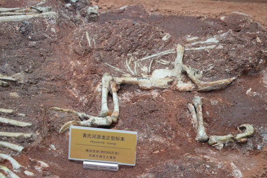黄氏河源龙真实骨骼标本