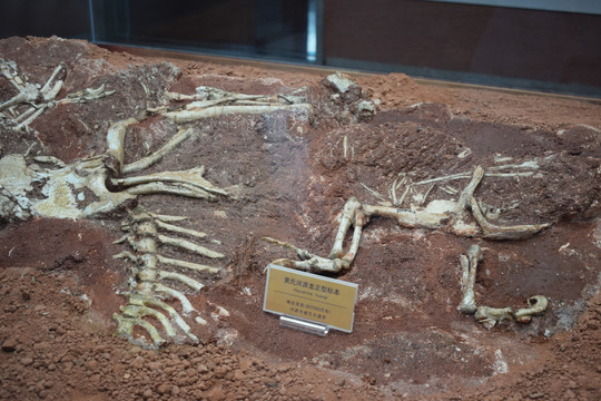 黄氏河源龙正型标本骨骼化石