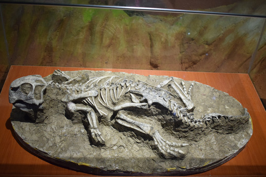 河源恐龙馆古生物化石骨骼照片摄