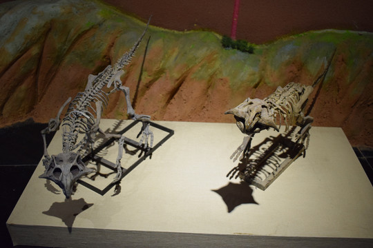 两条小恐龙骨骼化石照片