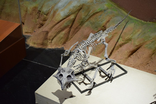 小原角龙骨骼化石摄影