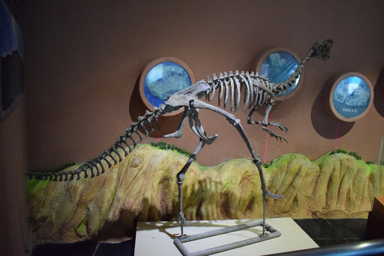 偷蛋龙窃蛋龙骨头恐龙骨头化石