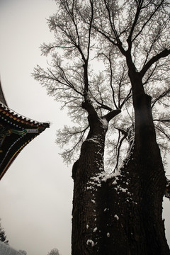 颐和园雪景