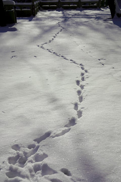 平整雪上的动物足迹