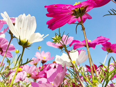 格桑花