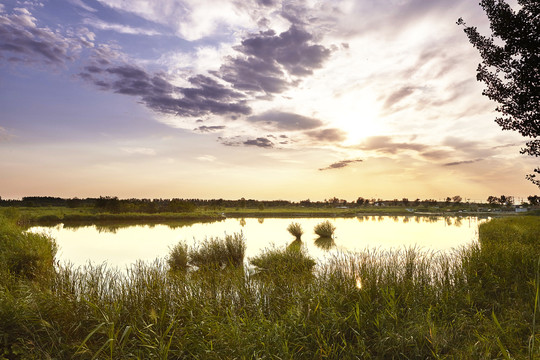 夕阳下的湿地池塘