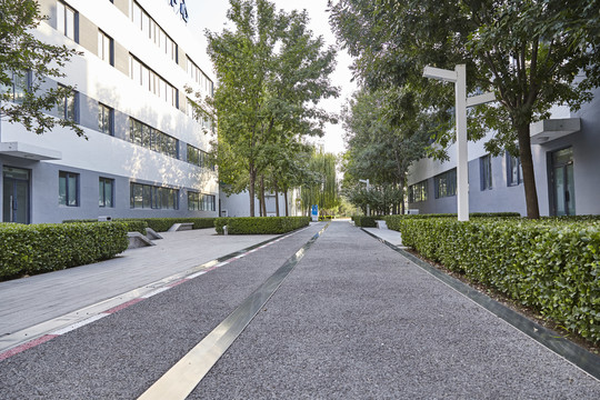 园区里的林荫路